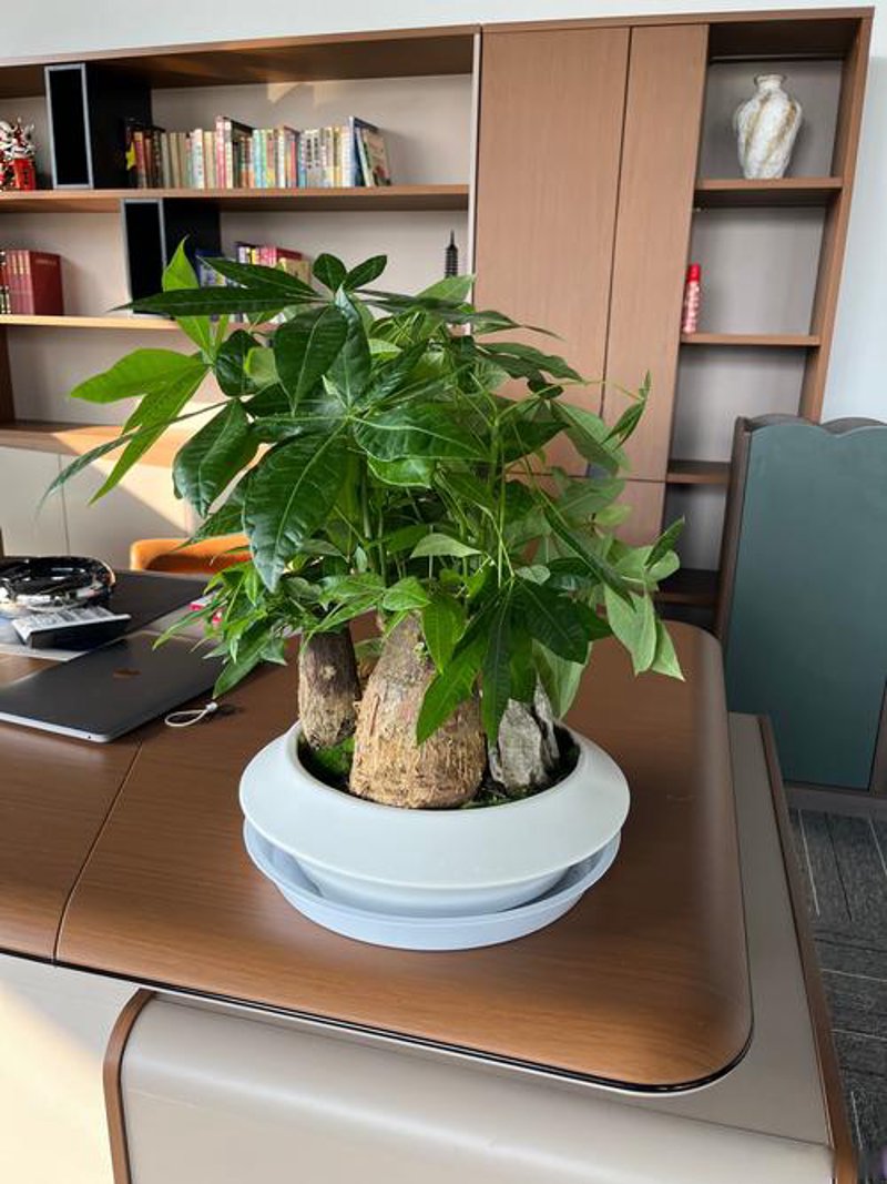 花卉绿植在城市中的绿意盎然——上海花卉绿植租赁行业观察